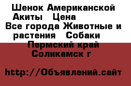 Шенок Американской Акиты › Цена ­ 35 000 - Все города Животные и растения » Собаки   . Пермский край,Соликамск г.